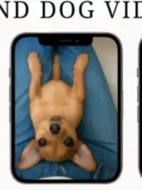 Cats & Dogs Viral Funny Videos Bundle x1200